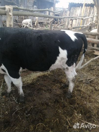 Телка стельная