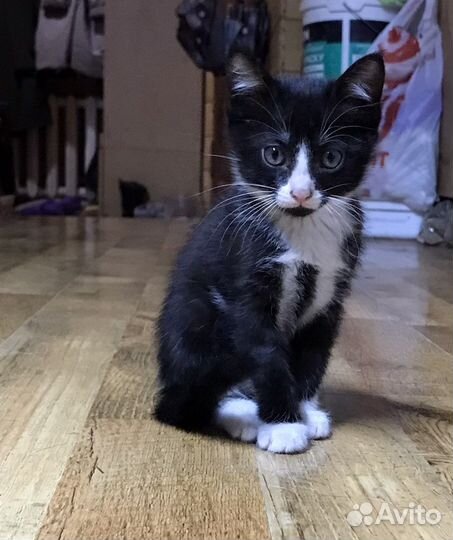 Котенок в добрые руки