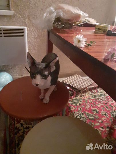 Канадский сфинкс