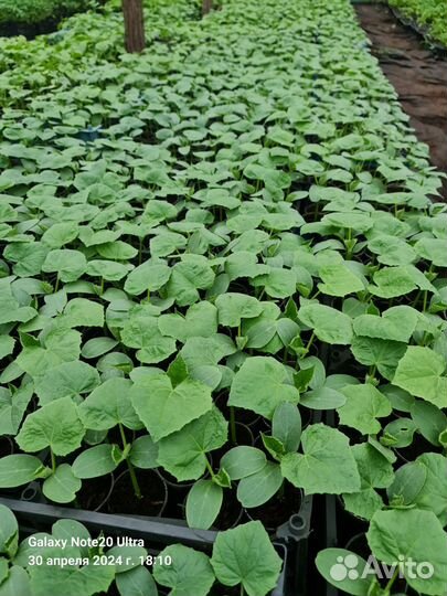 Рассада огурцов мамлюк