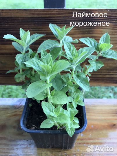 Саженцы сортовой мяты