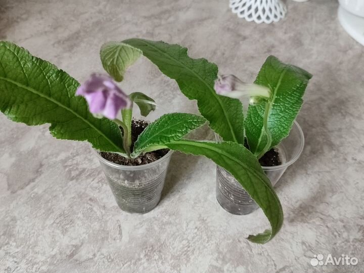 Стрептокарпус