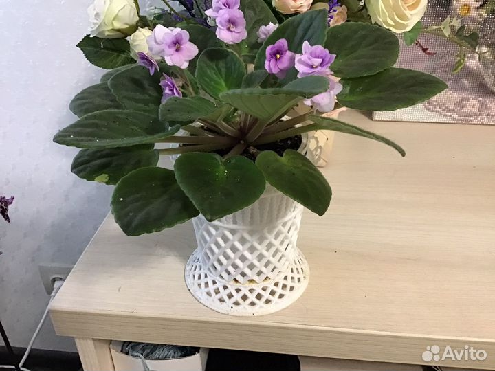 Комнатные растения