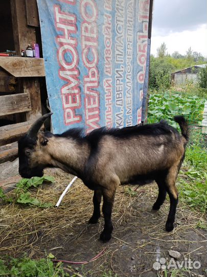 Козлы Ламанча