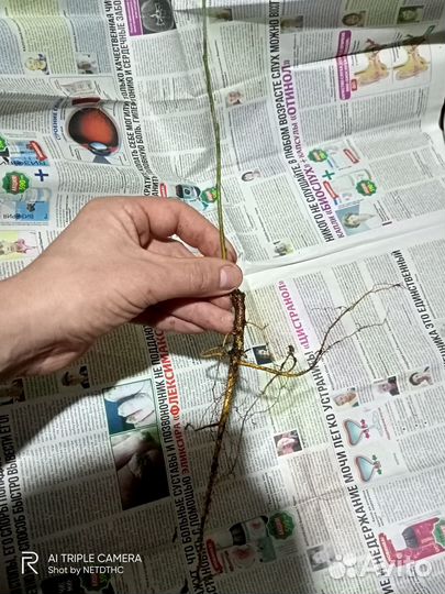 Курские саженцы (не южные)