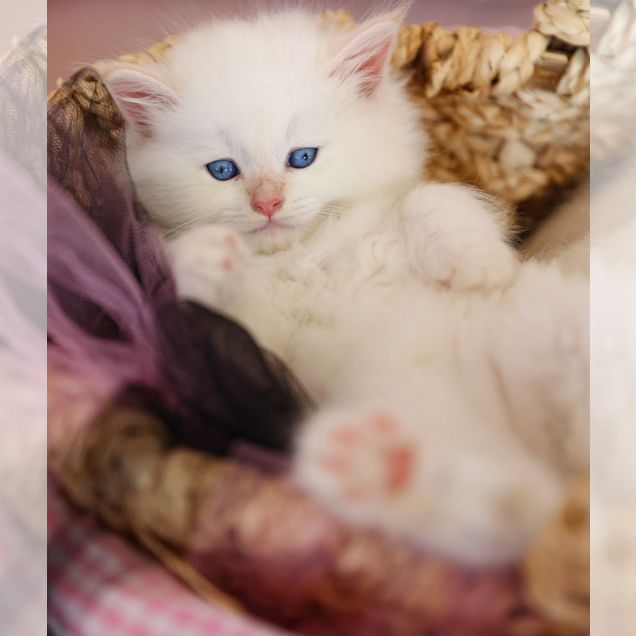 Невский маскарадный котёнок