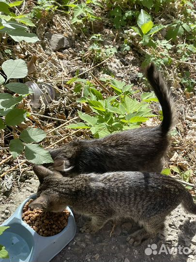 Котята