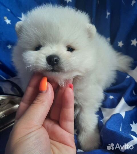 Белый померанский шпиц.Чудесные детки