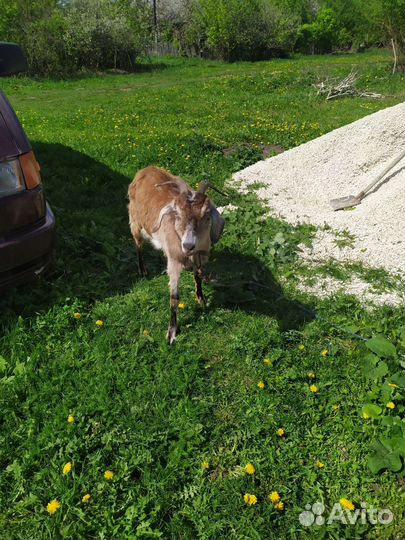 Продам коз и козочек быстро
