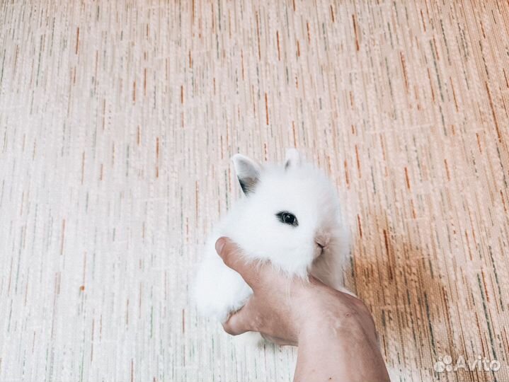 Карликовый кролик - ручной, добрый