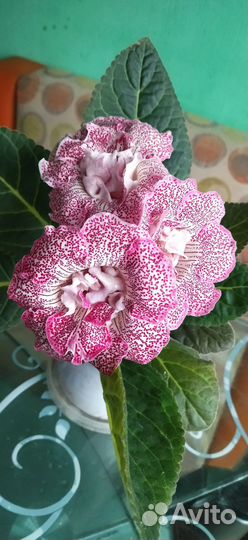 Глоксинии махровые;фиалка зелëная