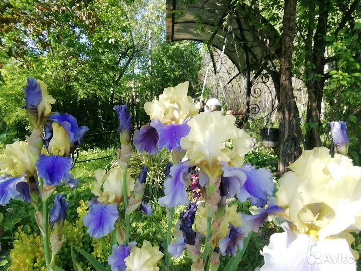 Ирис бородатый