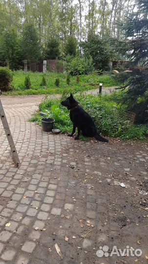 Немецкая овчарка вязка. кобель