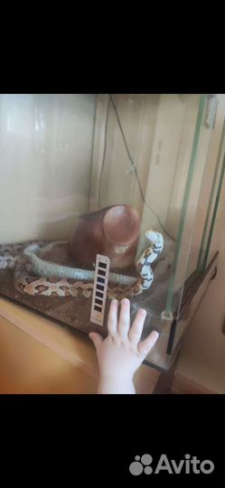 Змея, маисовый полоз