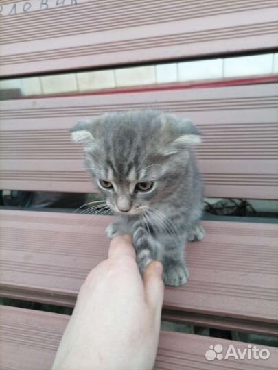 Шотландская