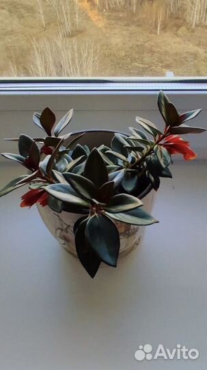 Гипоцирта «Золотая рыбка»