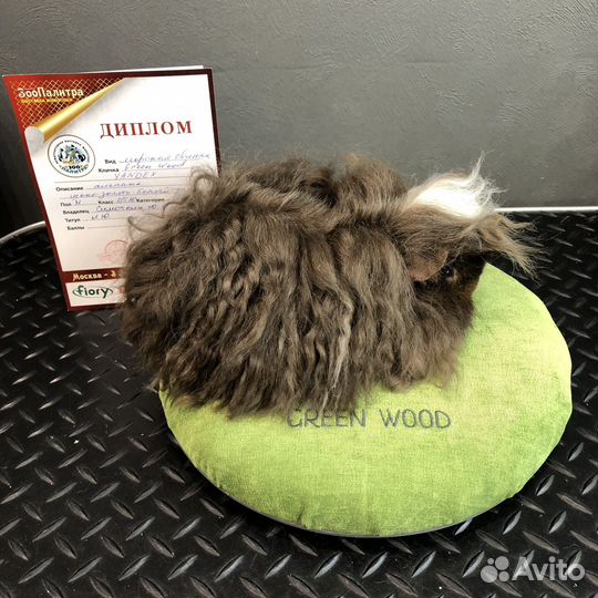 Морская свинка альпака