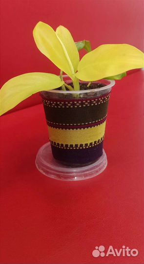 Филодендрон