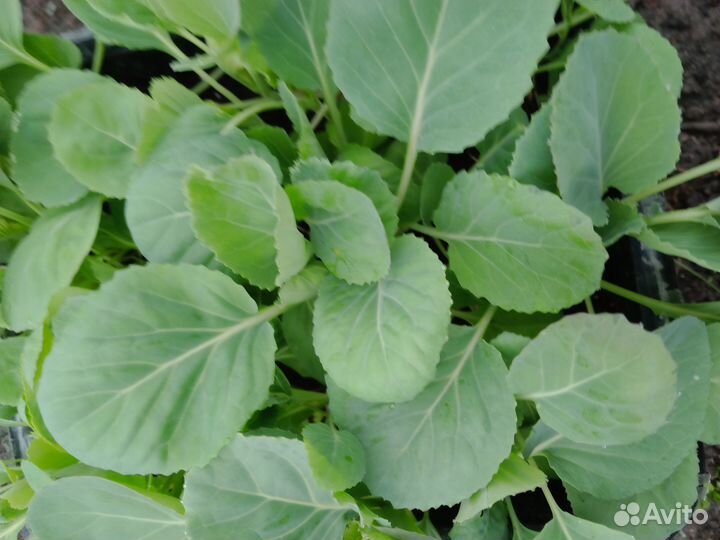 Рассада ранних овощей