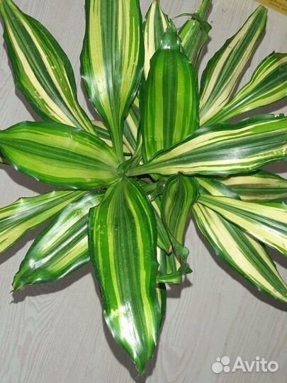 Драцена Фрагранс сортовая