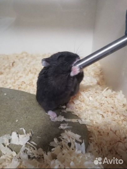 Кемпбелла хомячок