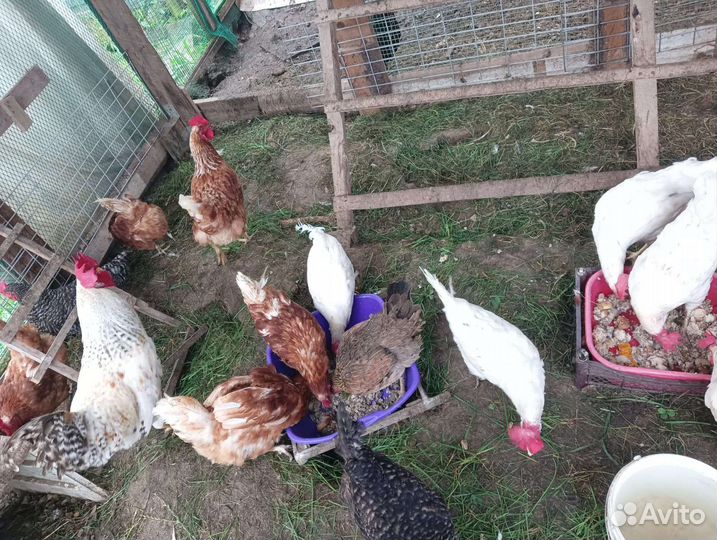 Куры несушки