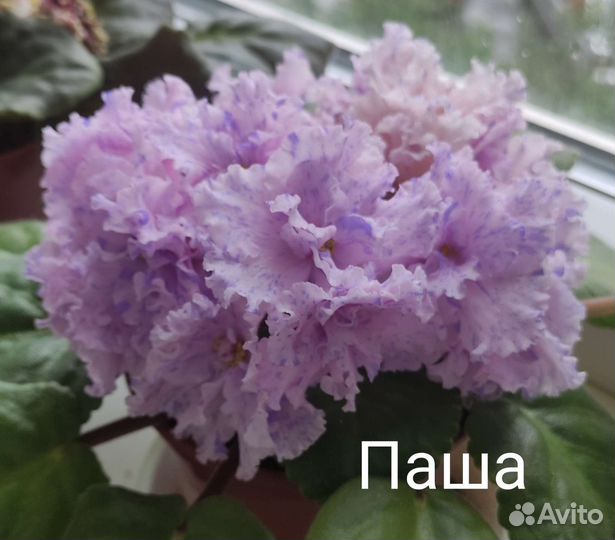 Фиалки цветущие в горшке