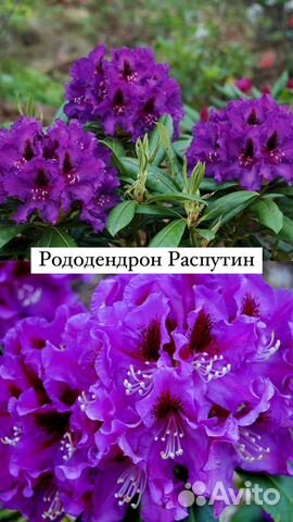Рододендрон 11 шикарных сортов, саженцы купить в Москве | Товары для ...
