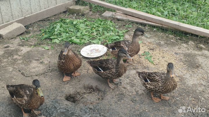 Утки подсадные