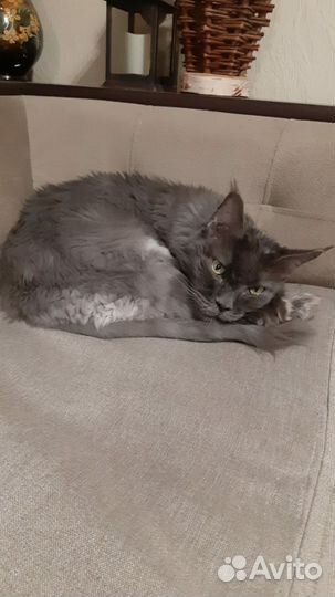 Кошка Лора в дар