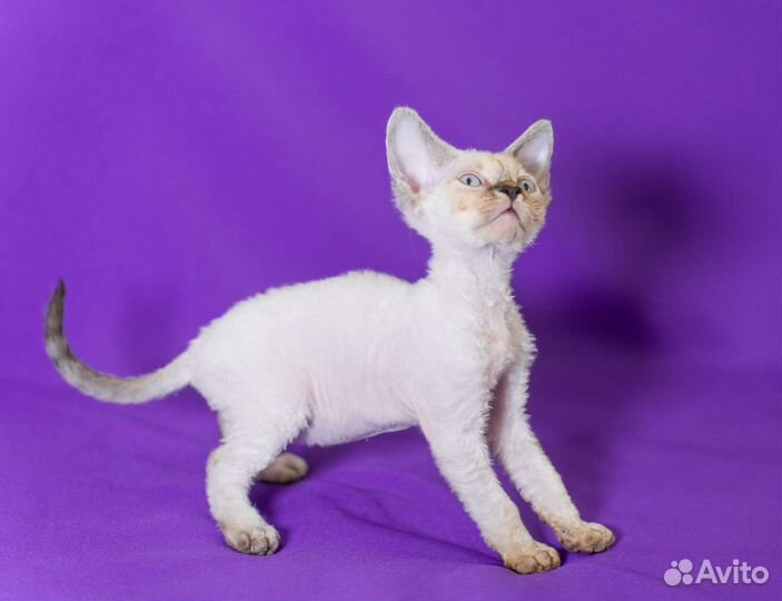 Девон-рекс мальчик