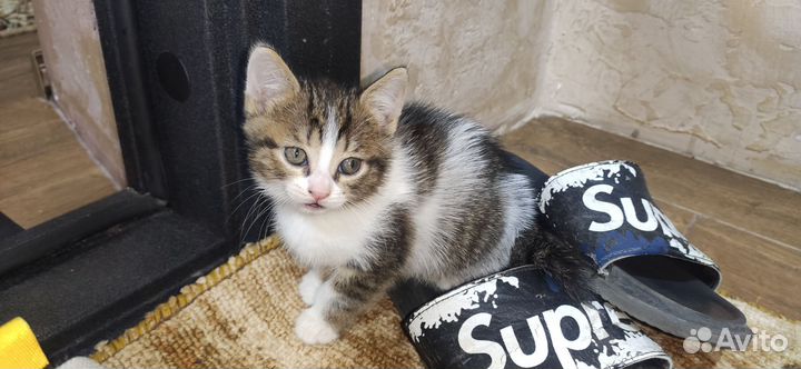 Вислоухие котята
