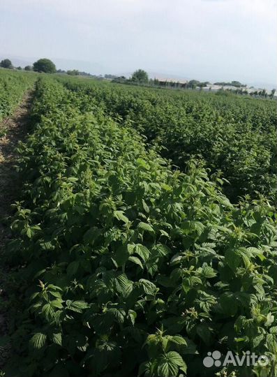 Саженцы малины полька