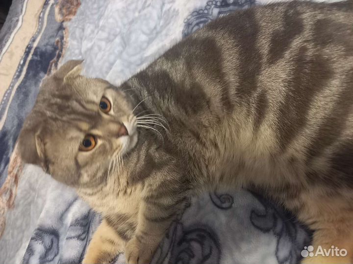 Вязка шотландский вислоухий кот для вязки