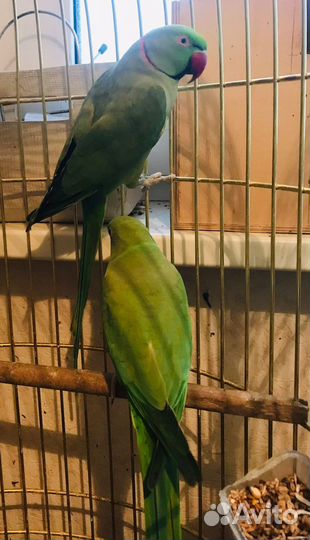 Ожереловый попугай птенцы
