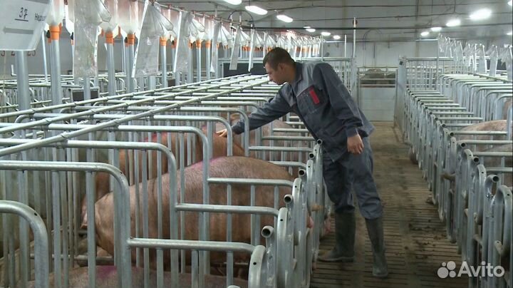 Разнорабочий свинофермы (Вахта)