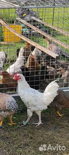 Ия Пушкинской породы, цыплята