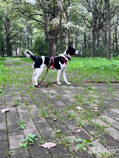 Лика ищет дом