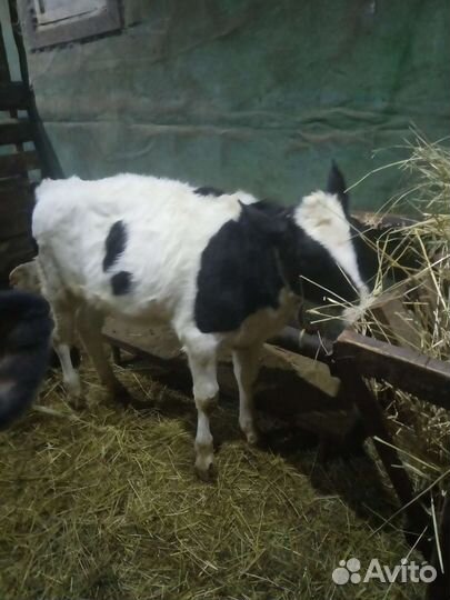 Корова телка