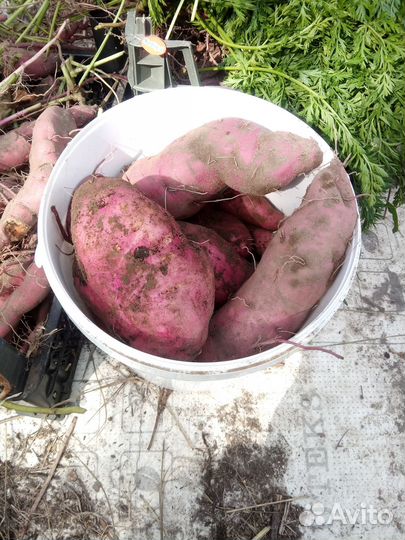 Черенки батата 3 сорта