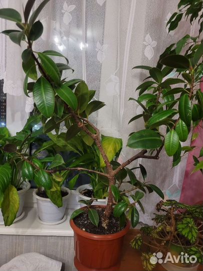 Домашние цветы фикус