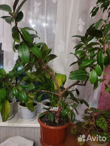 Домашние цветы фикус
