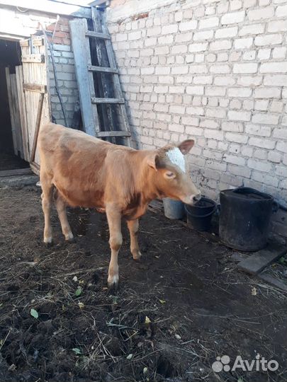 Телочка 7 мес на племя