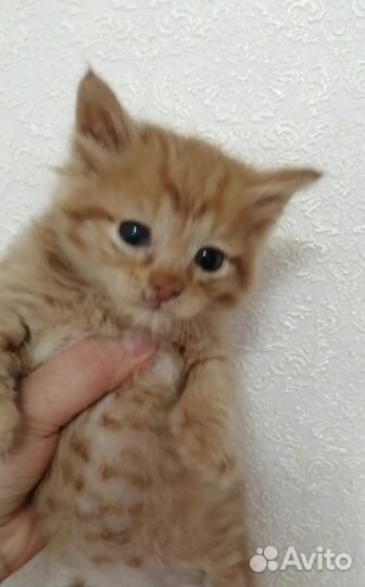 Котенок мальчик 2 месяца