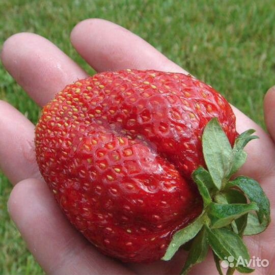 Саженцы супер крупной и сладкой клубники Лорд, зкс