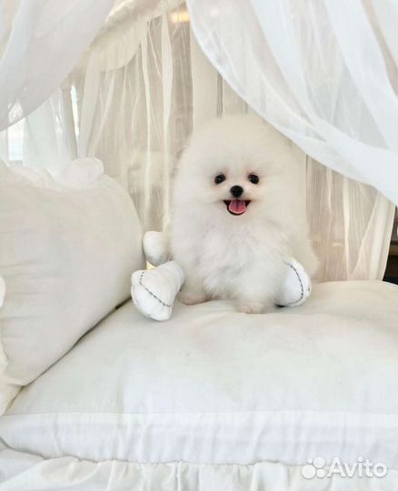 Микро и Мини Померанцы