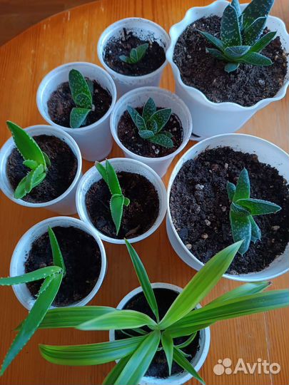 Алое, суккуленты, хлорофитум