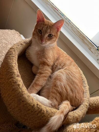 Рыжий добрый кот
