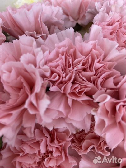 Диантусы/ гвоздики