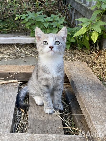Котенок добрые руки